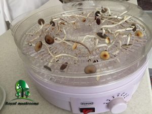 خشک کردن قارچ سیلوسایبین