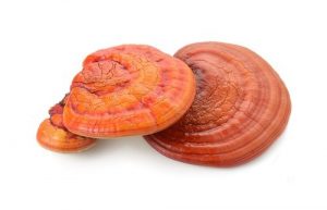 قارچ گانودرما - پرورش قارچ