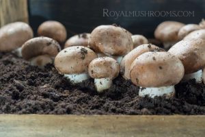 پرورش قارچ جادویی در منزل