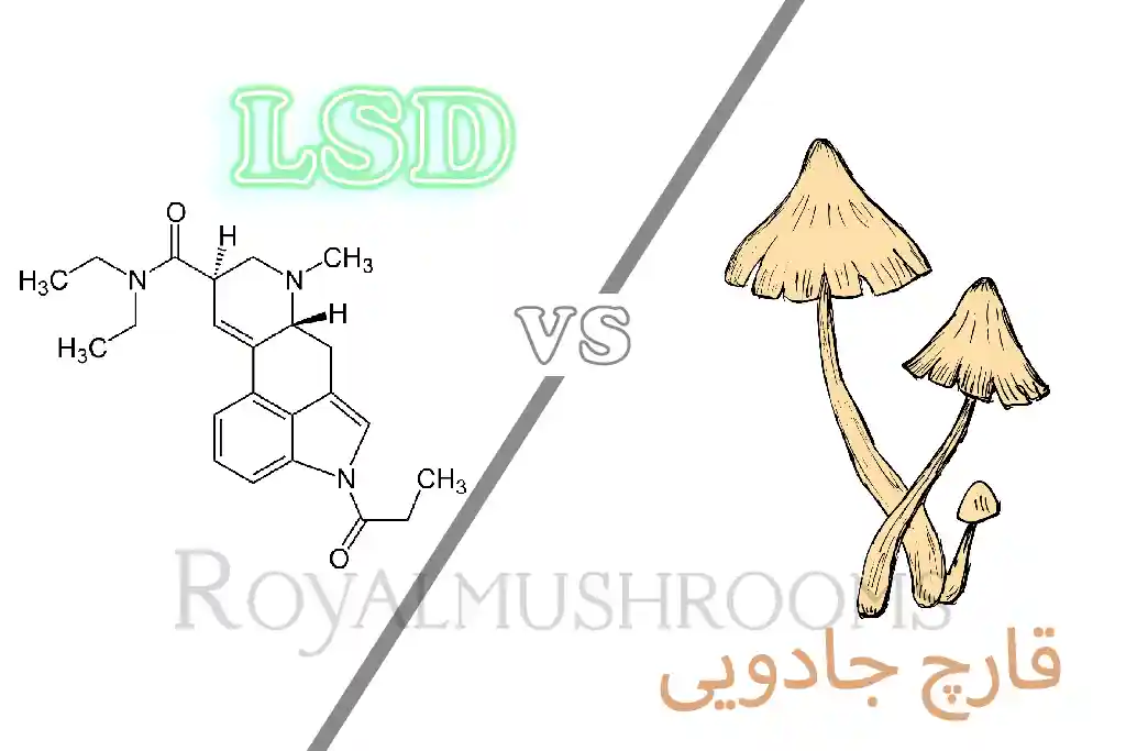 تفاوت ال اس دی و ماشروم