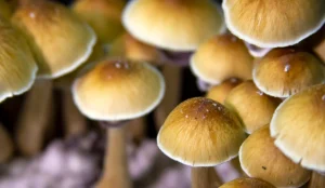 آشنایی با قارچ گلدن تیچر
